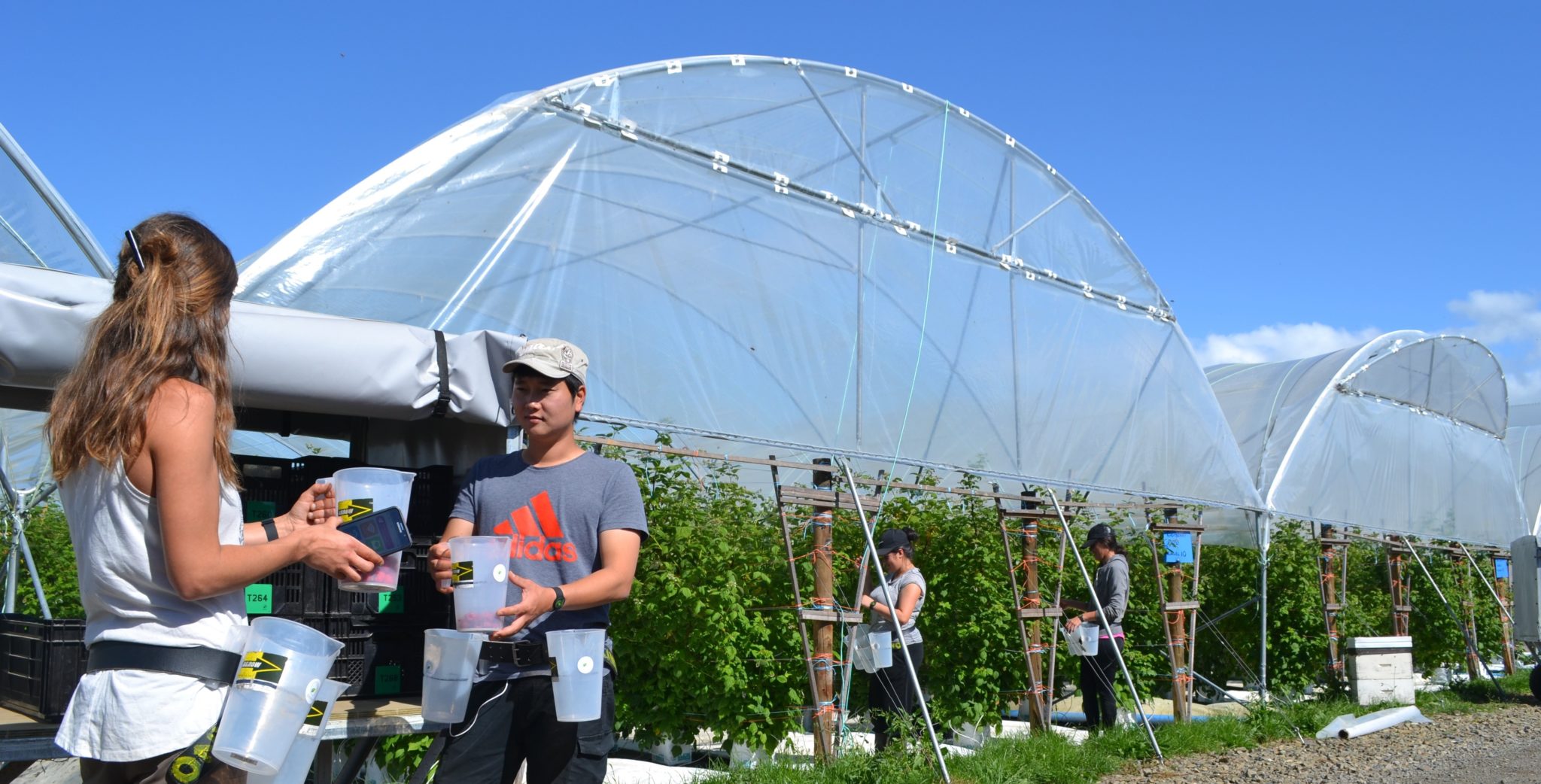 Careers with Maungatapere Berries Maungatapere Berries.