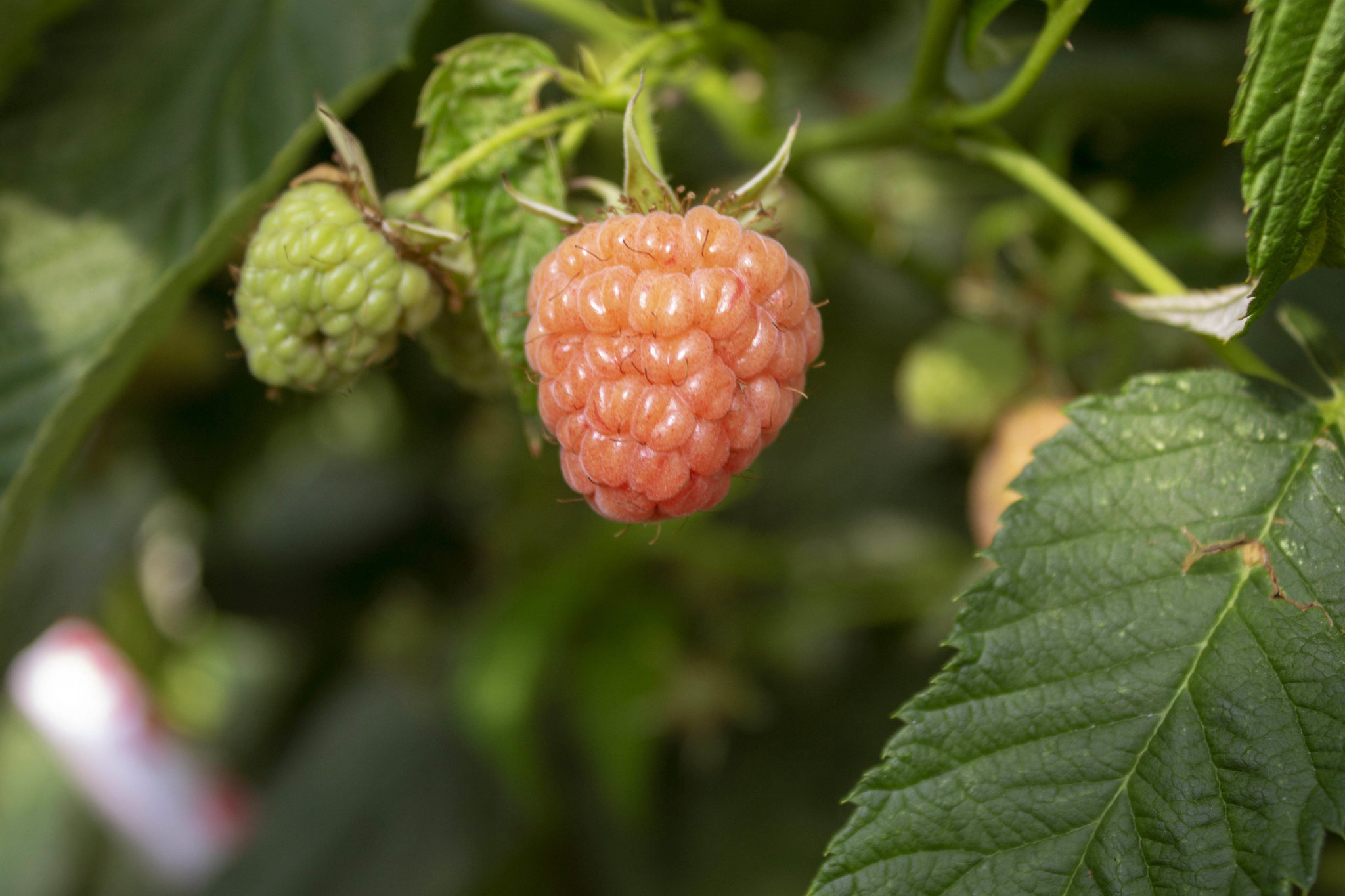 Solberries Maungatapere Berries.