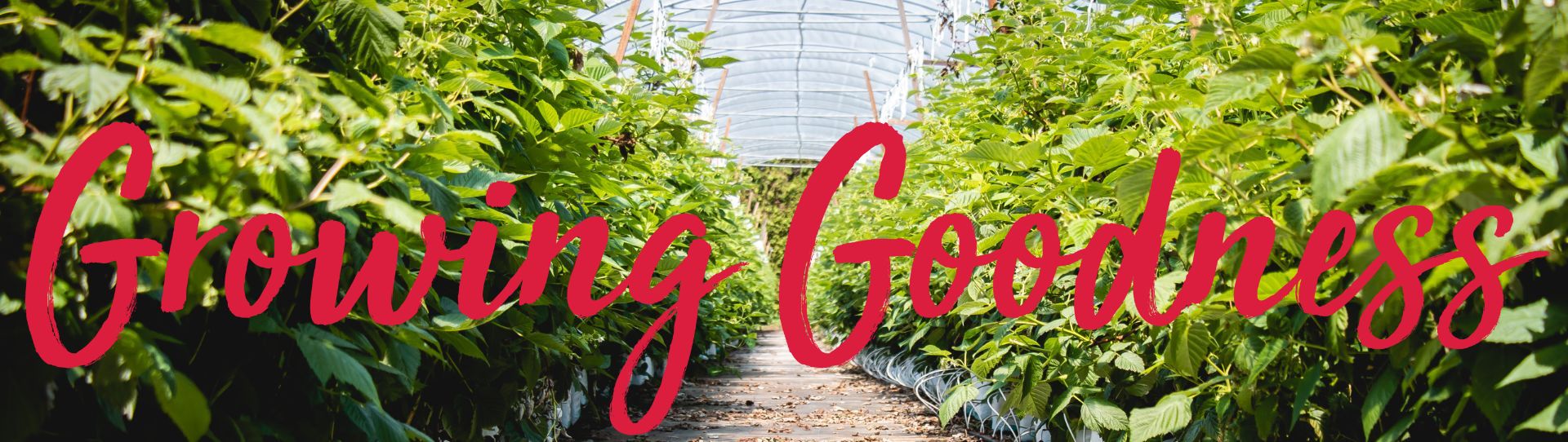 Maungatapere Berries Home