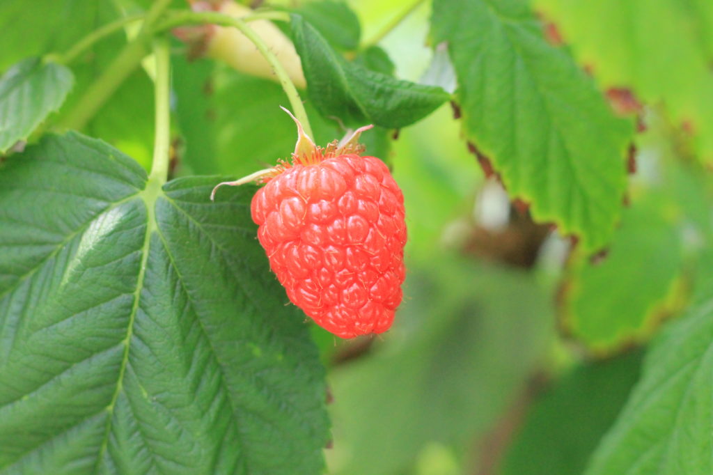 Raspberries Maungatapere Berries.